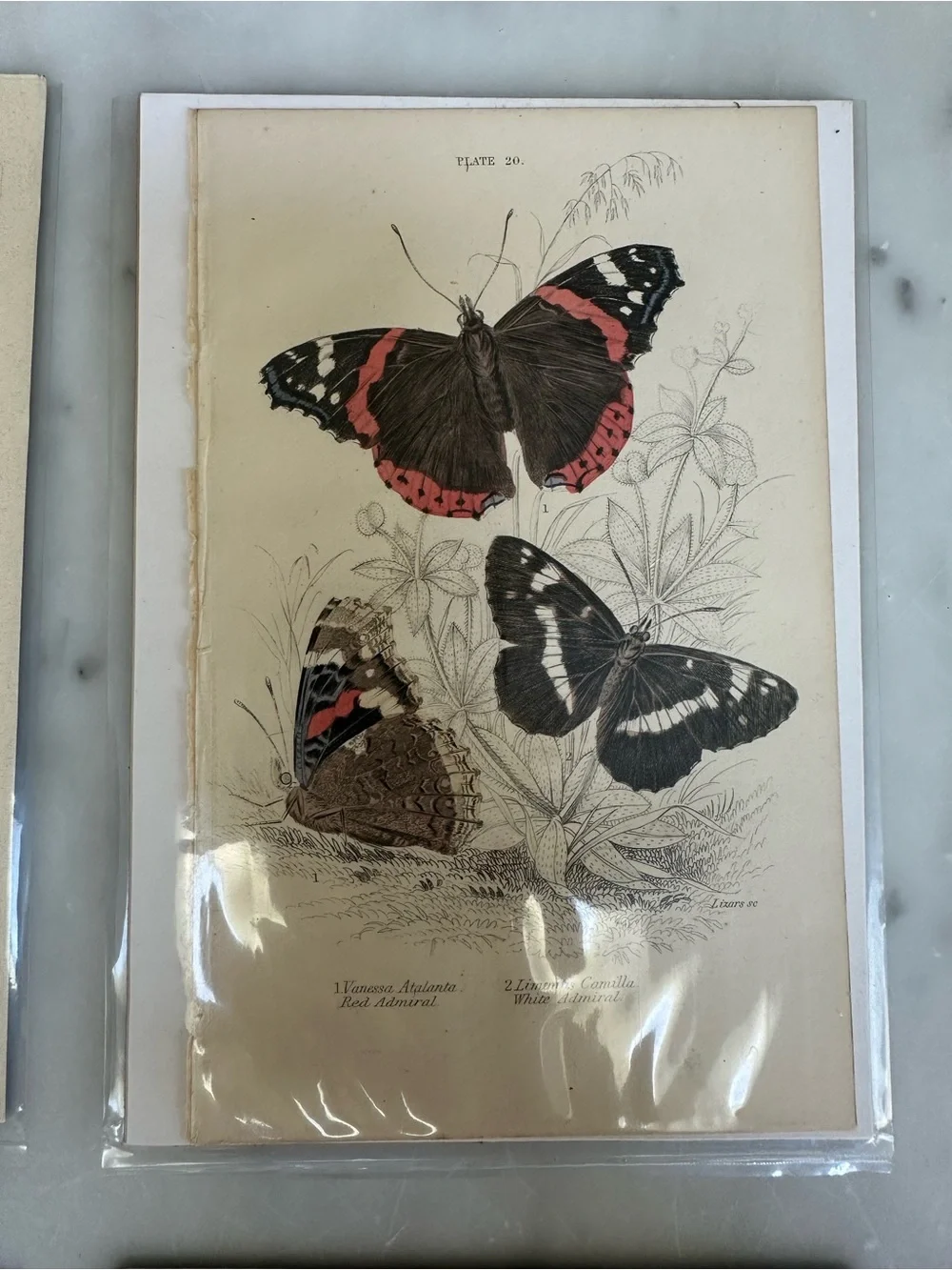 1800s Jardines Natural History Butterfly Chromolithograph Prints 4x6.5”